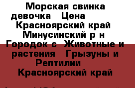 Морская свинка девочка › Цена ­ 2 000 - Красноярский край, Минусинский р-н, Городок с. Животные и растения » Грызуны и Рептилии   . Красноярский край